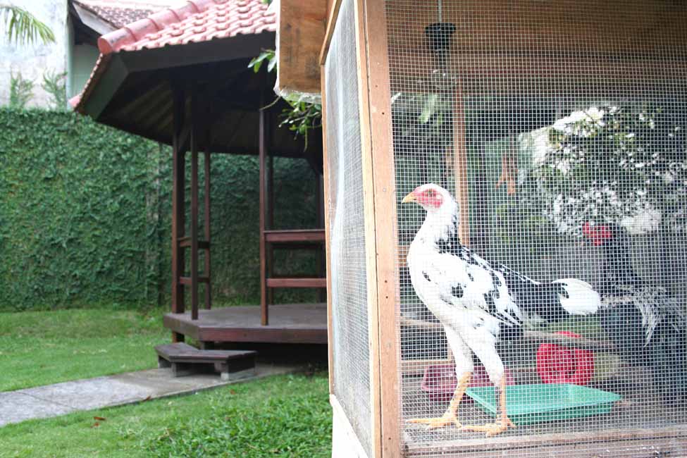 Gazebos & Chickens