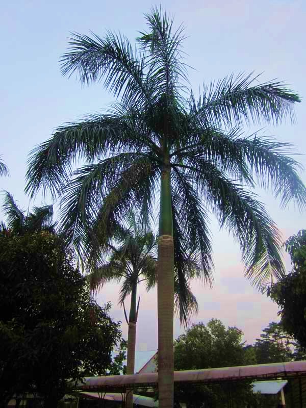 Royal Palms